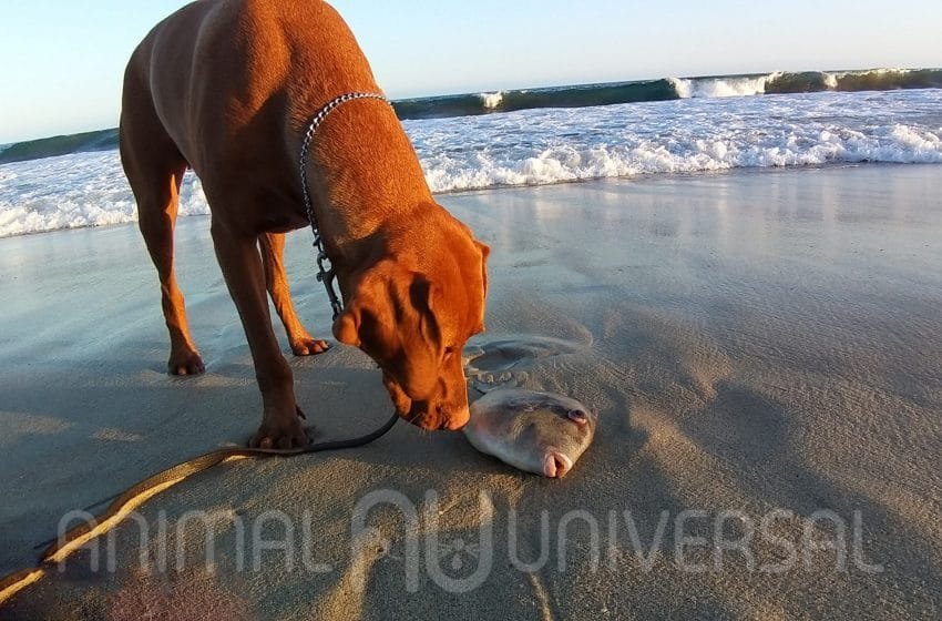  Aparecen animales muertos en la orilla de la playa del corredor turístico