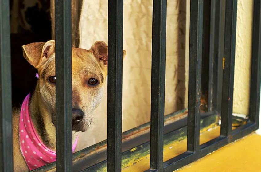  Tu mascota después del confinamiento