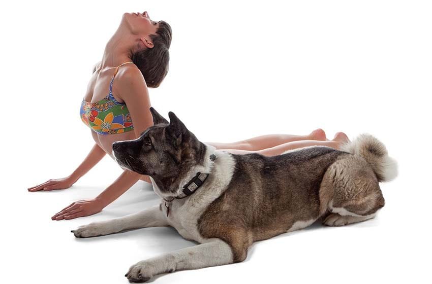 Haciendo yoga con tu perro