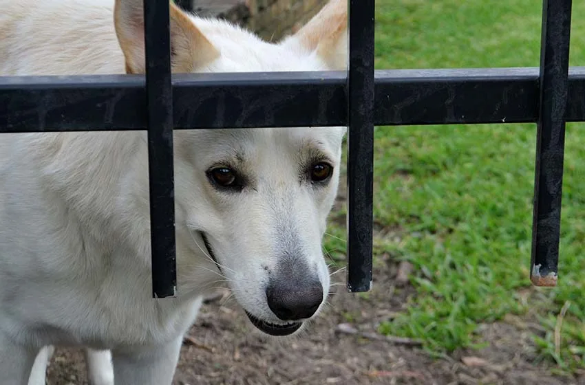 perro alerta