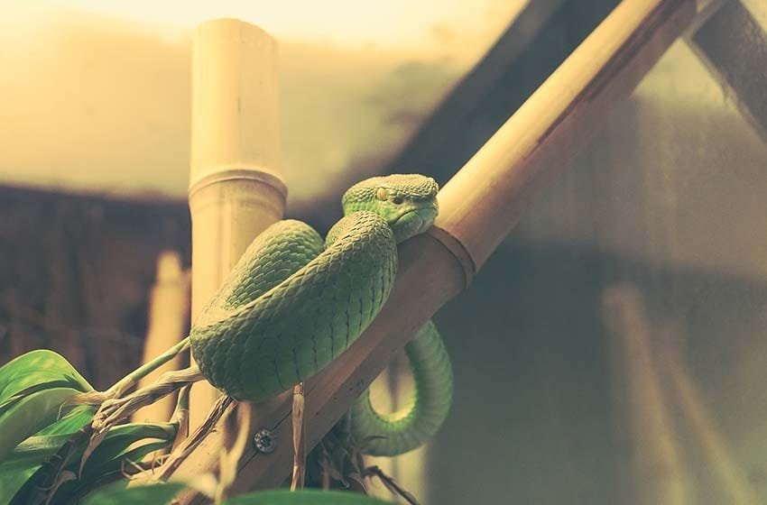  Tráfico de especies ante la emergencia sanitaria