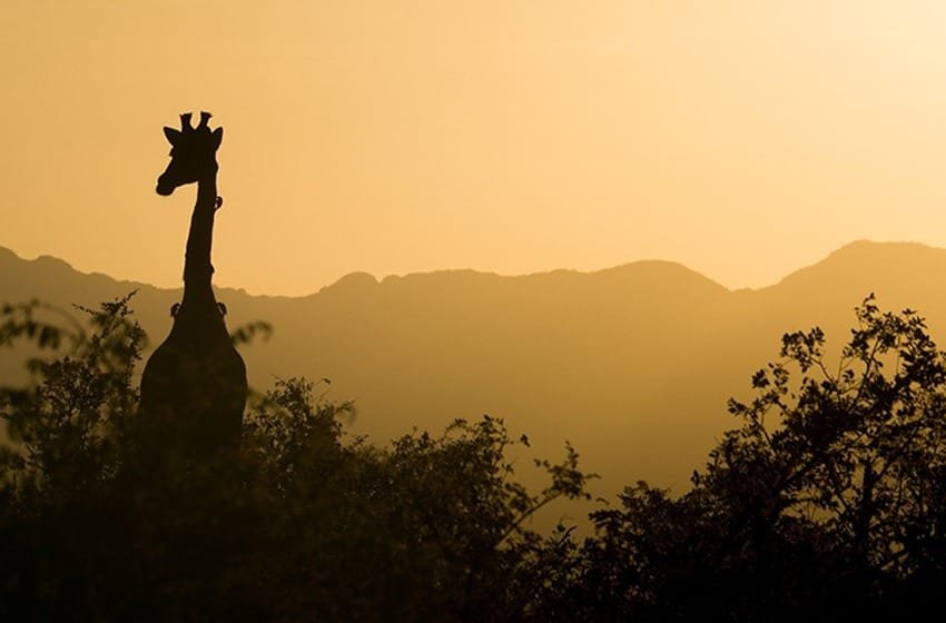  El animal más alto del mundo