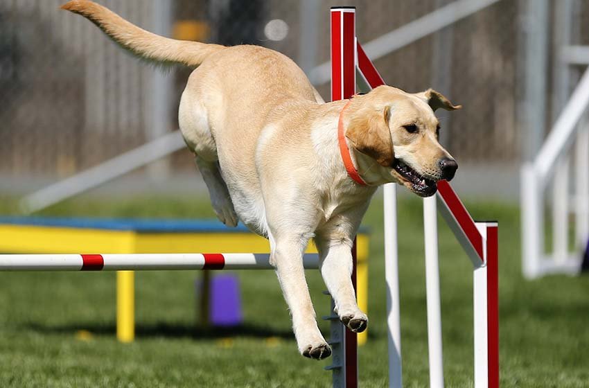  Practica deporte con tu perro