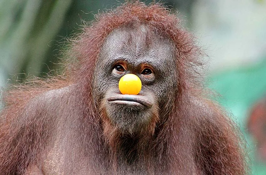 orangutan