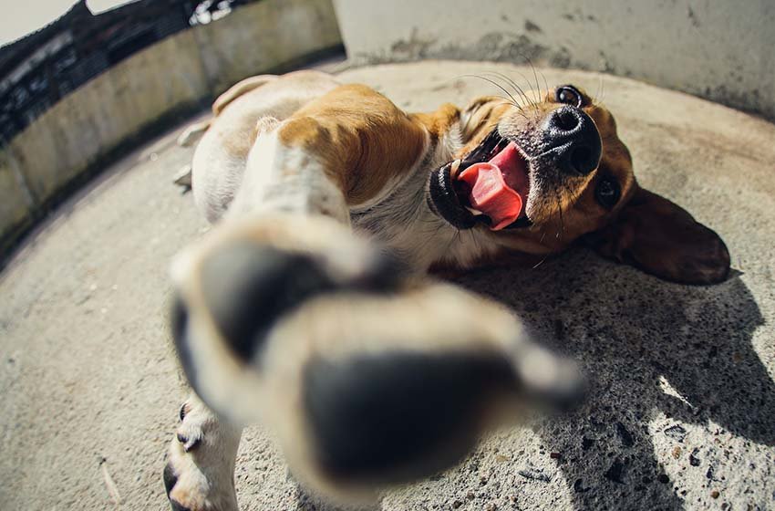  Medidas de prevención en tu perro en tiempos de Covid19