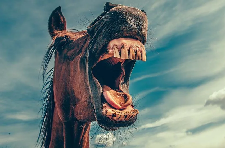  Top Viral Animales