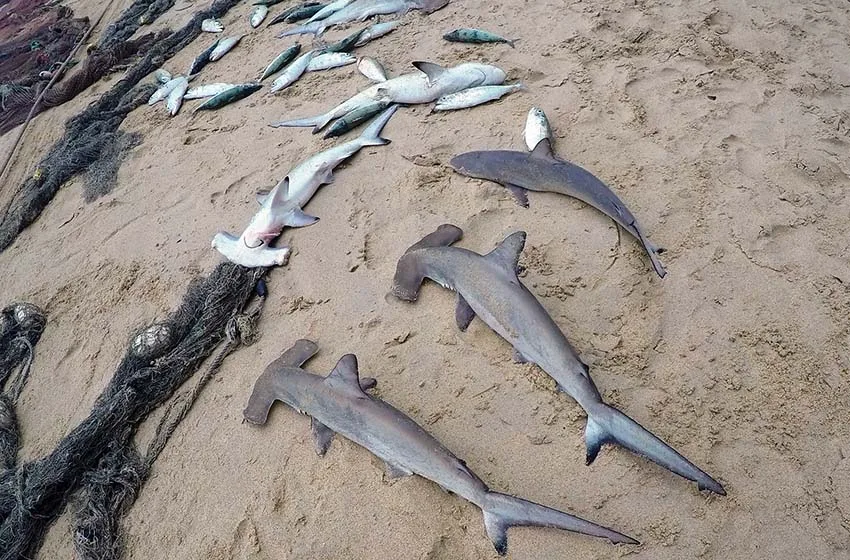 tiburones
