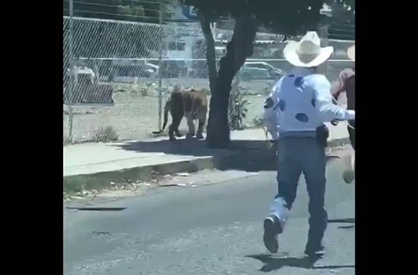  Tigre suelto en calles de Jalisco, Mx