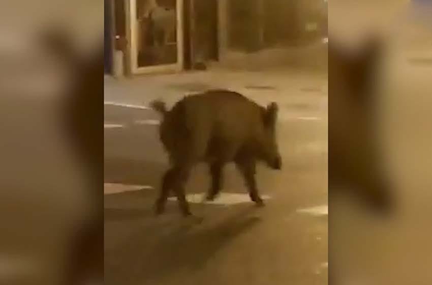 Animales toman las ciudades durante cuarentena