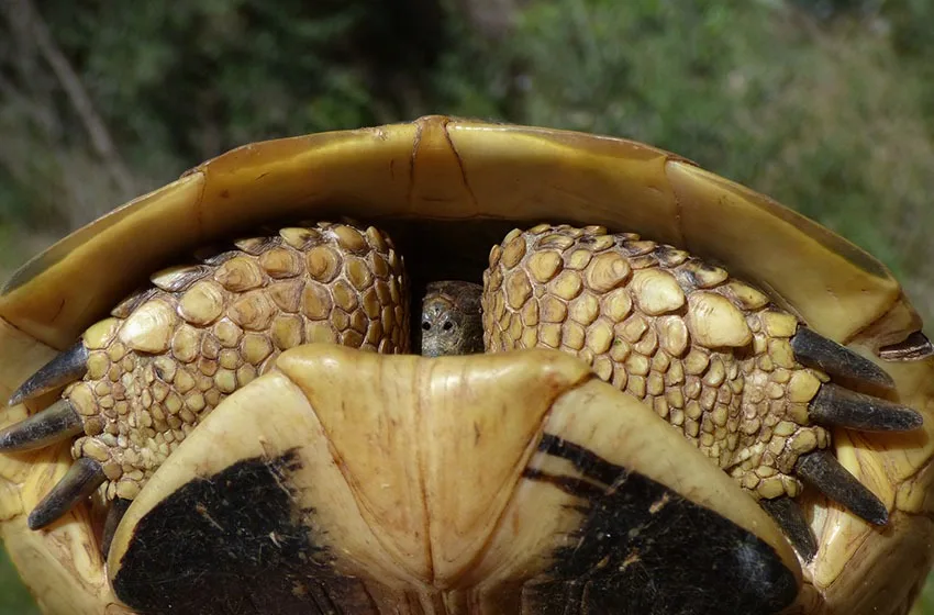 tortugas