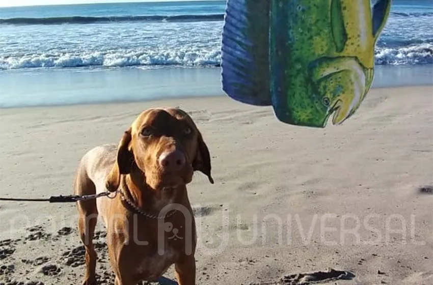 conoce-el-mahi-mahi
