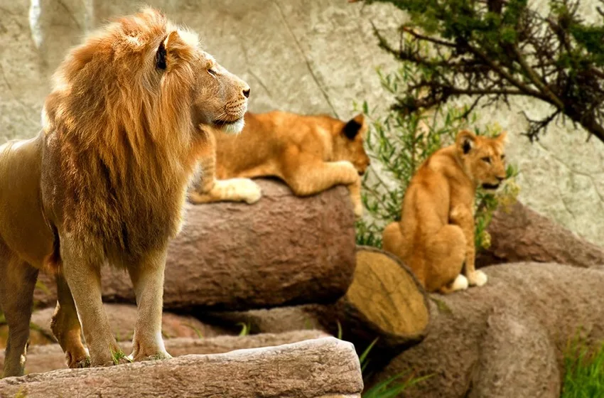 safari