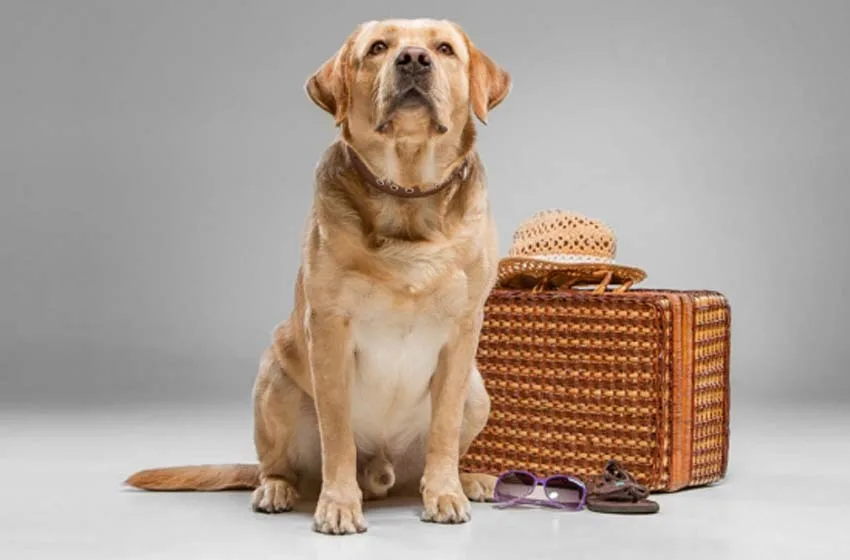turismo con mascotas
