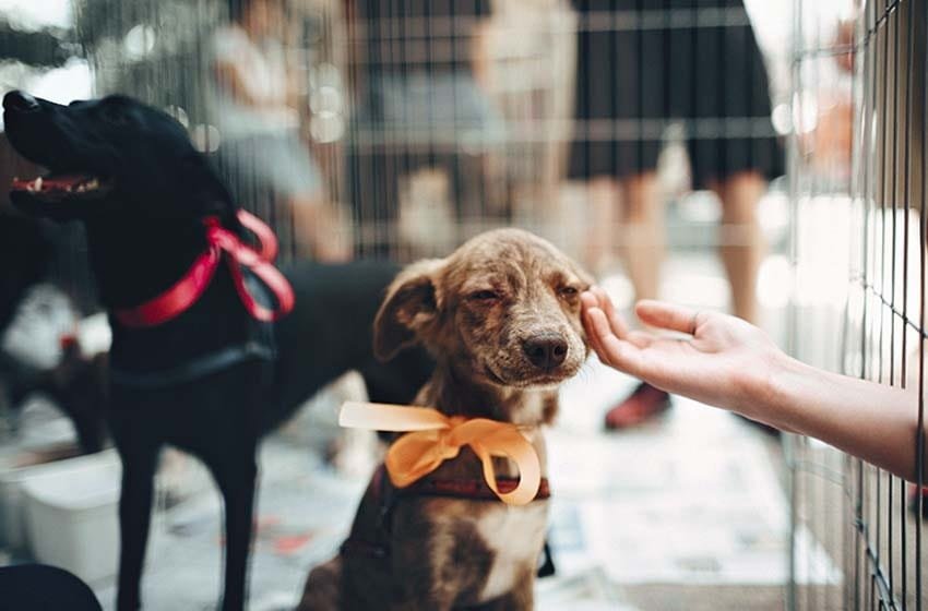  Por fin China prohíbe comer perros y gatos