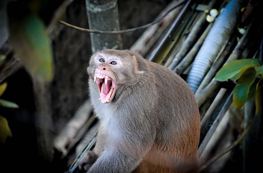  Mono alcohólico enloquece  y es encerrado de por vida