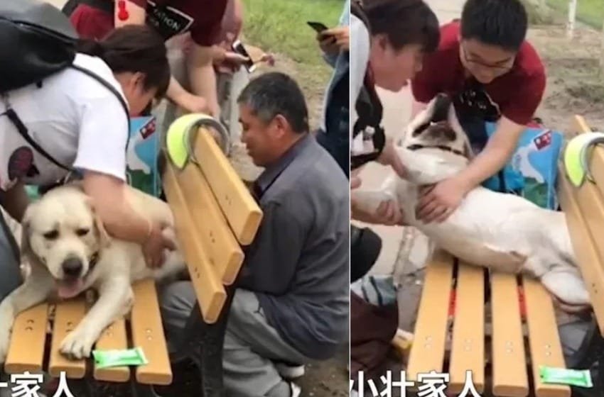  Labrador es culpado de gordo