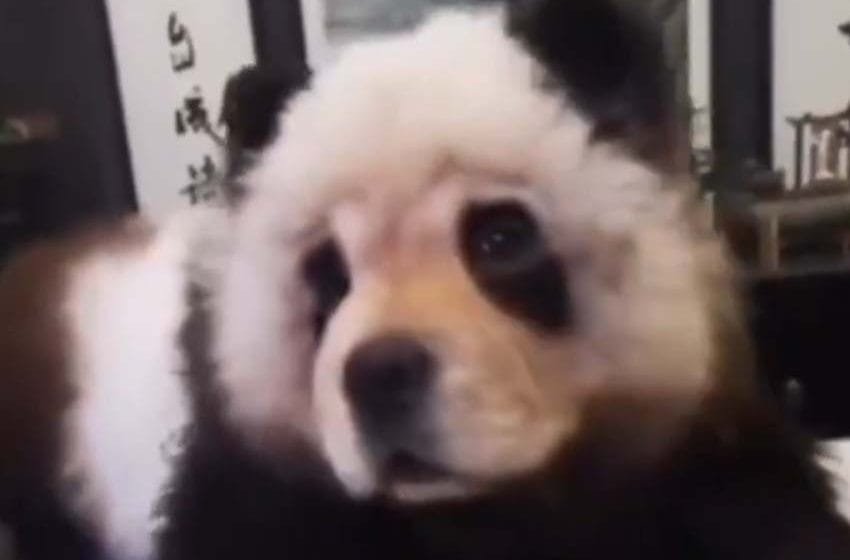  ‘Panda’ con correa fue vista en las calles de China