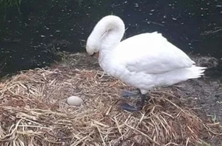  Cisne muere de pena al destruirle sus huevos