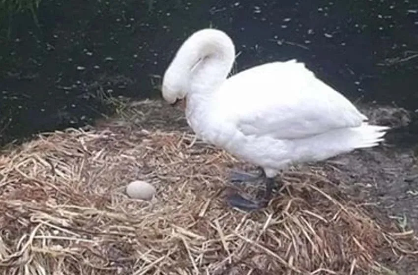  Cisne muere de pena al destruirle sus huevos