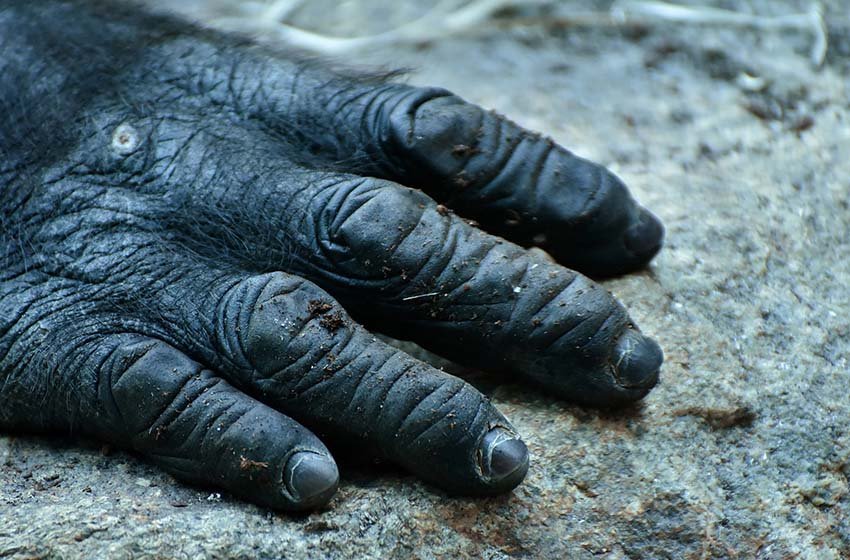  Asesinan a Rafiki, de los últimos gorilas lomo plateado