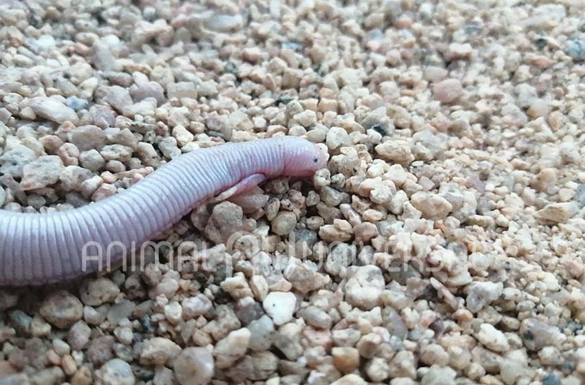  Conoce la serpiente de manitas