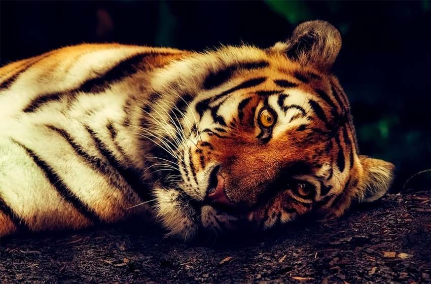  Primer caso de covid-19 en animales en Ámerica