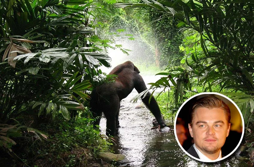  DiCaprio aporta fondos para los gorilas de Virunga