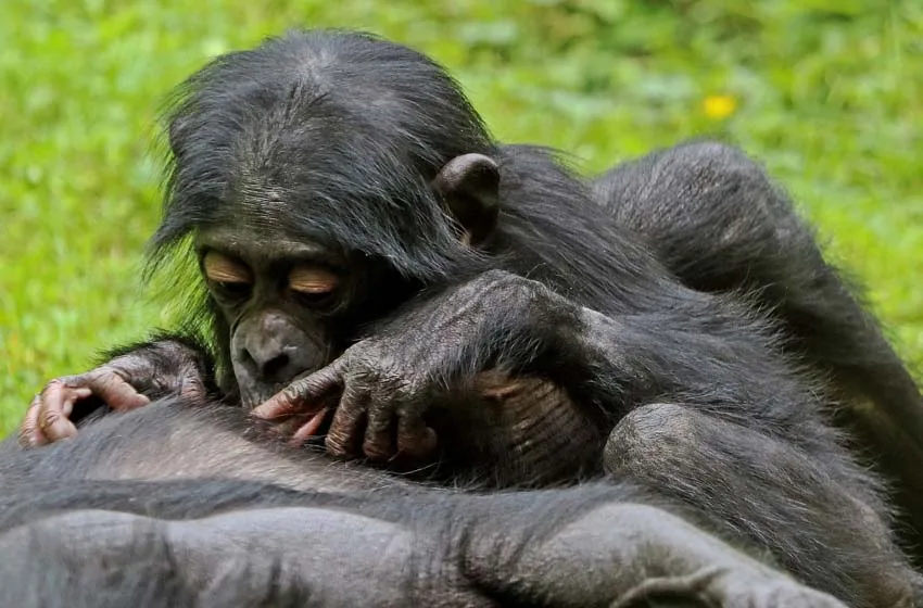  Crueldad en el tráfico y caza de bonobos