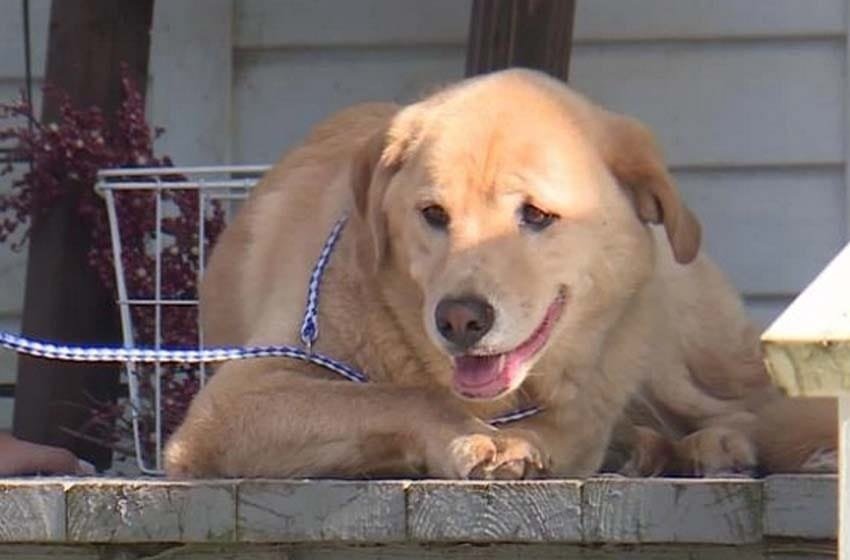  Labrador camina 91 km para regresar a su anterior hogar