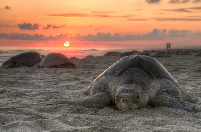  Miles de tortugas arriban a playa escobilla Oaxaca