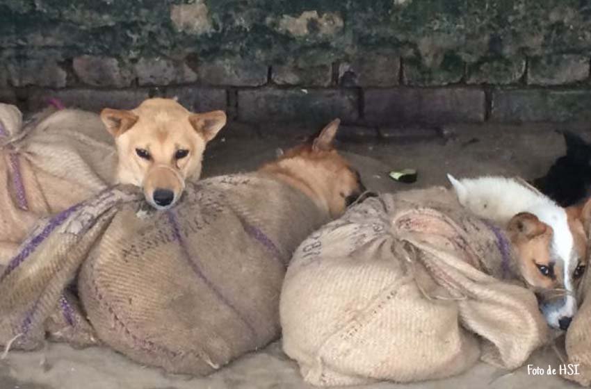  Nagaland está poniendo fin al comercio de carne de perro