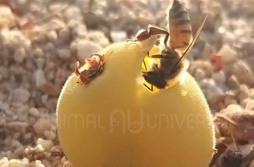 El ciruelo del monte