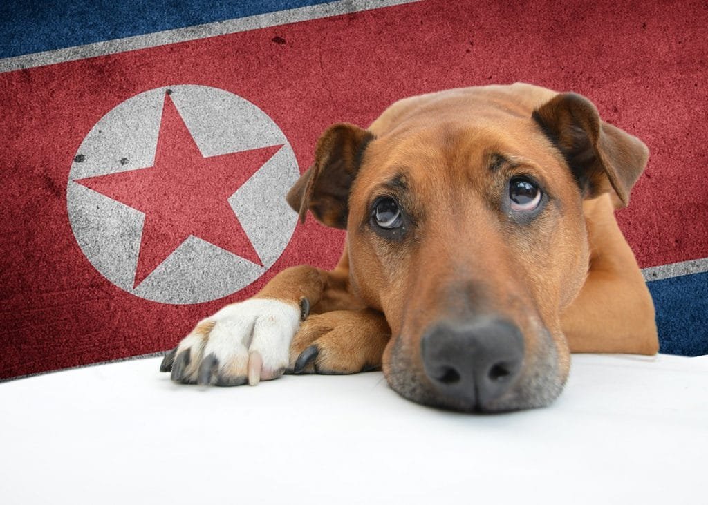 Prohiben perros en Corea del Norte