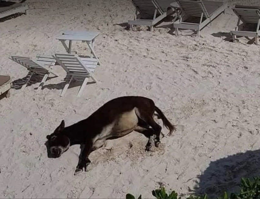 Turismo sádico en Quintana Roo