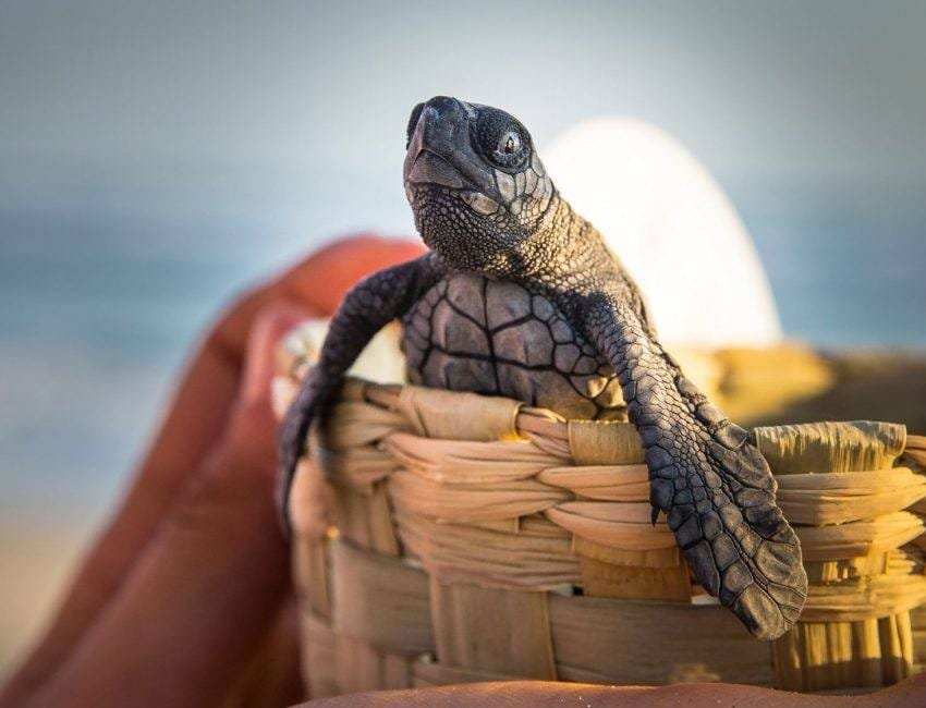 El COVID-19 benefició a las tortugas en Sonora