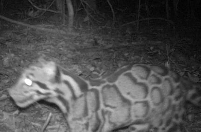 Encontraron una 'pantera nebulosa' en Tailandia