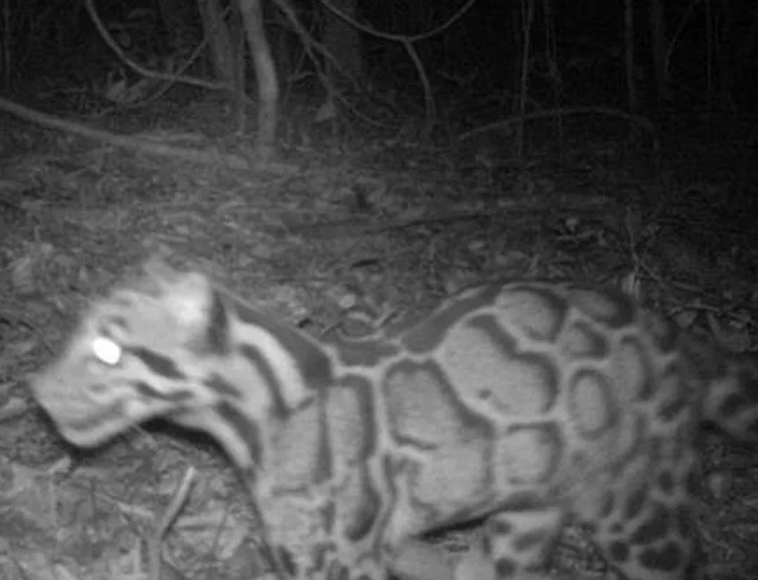 Encontraron una 'pantera nebulosa' en Tailandia